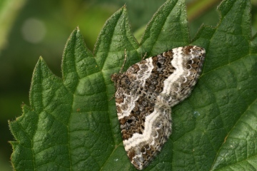 Common Carpet 2 Copyright: Ben Sale