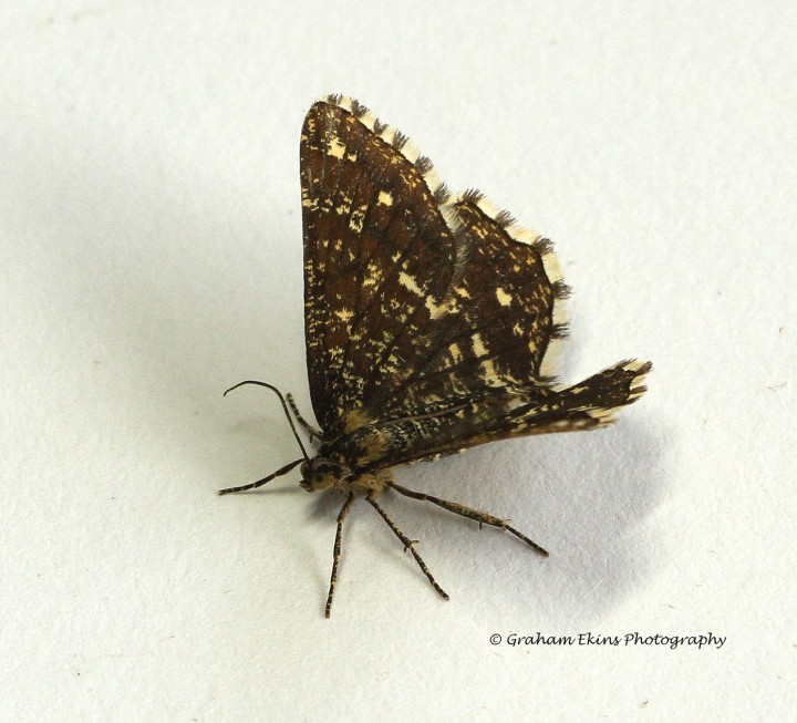 Latticed Heath  alboguttata form Copyright: Graham Ekins