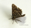 Latticed Heath  alboguttata form