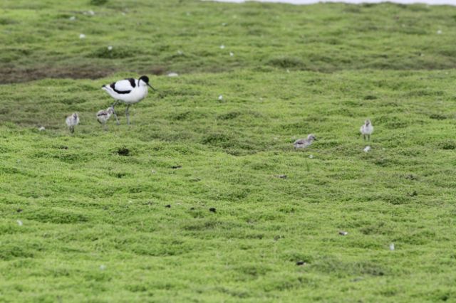 Avocet three Copyright: Graham Smith