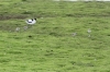 Avocet three 