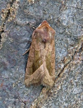 Rosy Rustic 4 Copyright: Graham Ekins