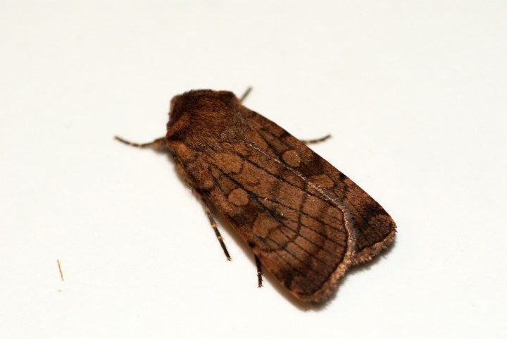 Six-striped Rustic 2 Copyright: Ben Sale