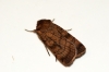 Six-striped Rustic 2