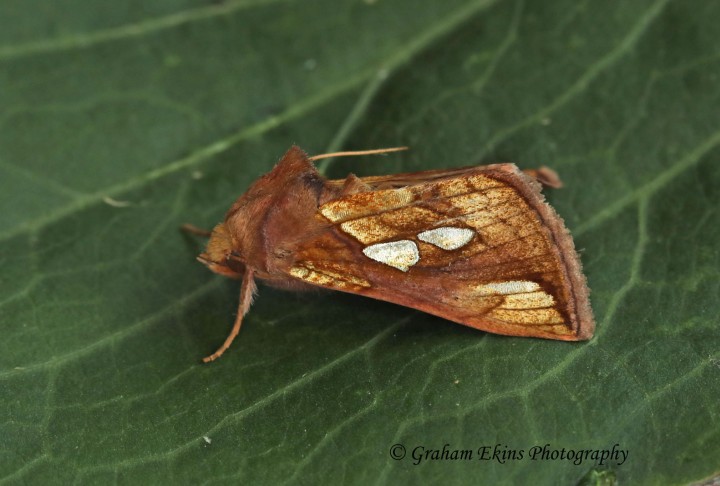 Gold Spot  (Plusia festucae) Copyright: Graham Ekins