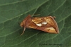 Gold Spot  (Plusia festucae) Copyright: Graham Ekins