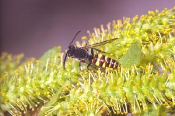 Nomada ferruginata Copyright: Peter Harvey