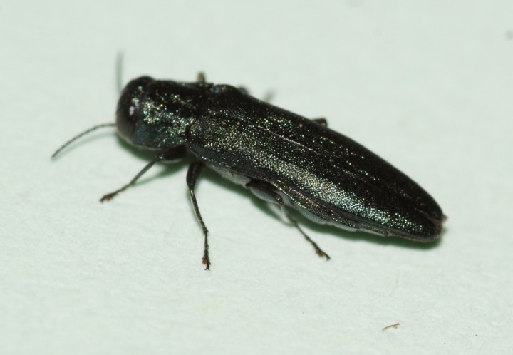 Agrilus sulcicollis (spec examined) Copyright: Robert Smith