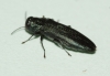 Agrilus sulcicollis (spec examined) Copyright: Robert Smith