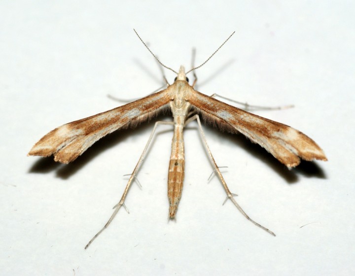 Platyptilia pallidactyla Copyright: Ben Sale