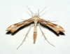 Platyptilia pallidactyla 