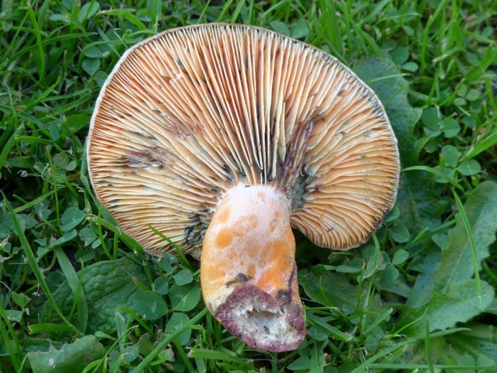 Lactarius semisanguifluus 1 Copyright: Graham Smith