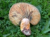 Lactarius semisanguifluus 1 