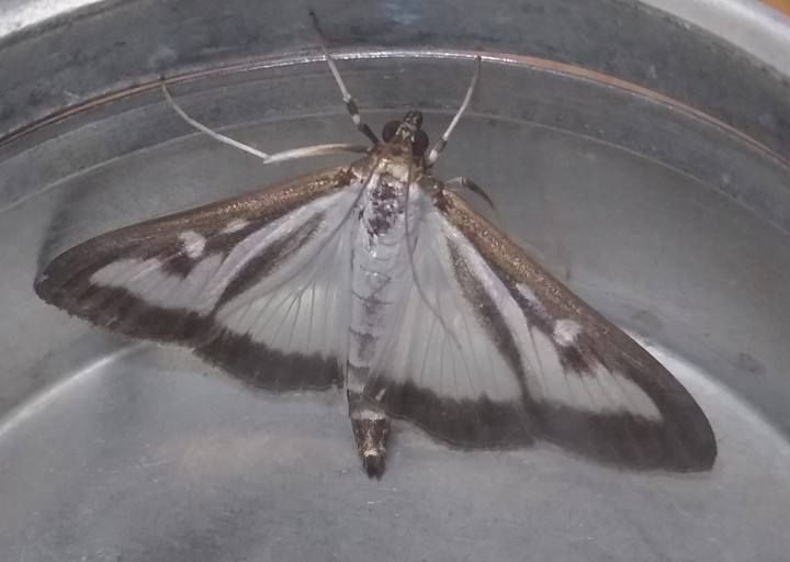 Box tree Moth Copyright: Peter Pearson