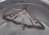 Box tree Moth 