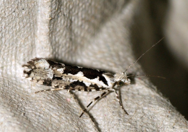 Ypsolopha sequella 2 Copyright: Ben Sale