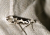 Ypsolopha sequella 2