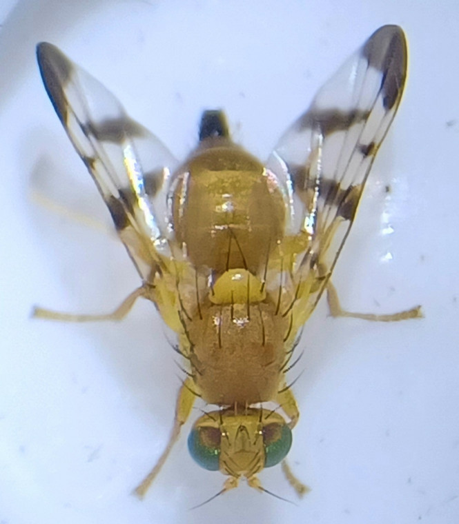 Rhagoletis meigenii Copyright: Daniel Blyton