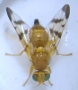 Rhagoletis meigenii 