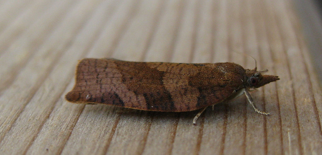 Pandemis heparana Copyright: Stephen Rolls
