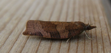 Pandemis heparana Copyright: Stephen Rolls