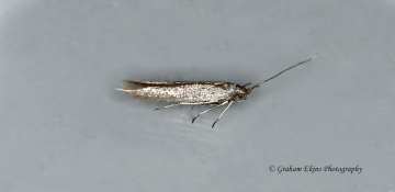 Coleophora laricella 2 Copyright: Graham Ekins