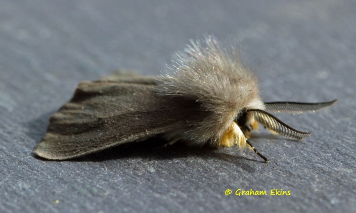 Muslin Moth  Diaphora mendica Copyright: Graham Ekins