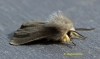 Muslin Moth  Diaphora mendica 