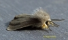 Muslin Moth  Diaphora mendica Copyright: Graham Ekins