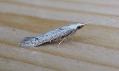Coleophora hemerobiella. Copyright: Stephen Rolls