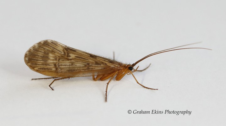 Halesus radiatus Copyright: Graham Ekins