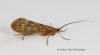 Halesus radiatus Copyright: Graham Ekins