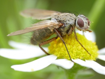 Dinera grisescens female Copyright: Rosemary Stephens