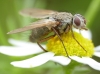 Dinera grisescens female Copyright: Rosemary Stephens