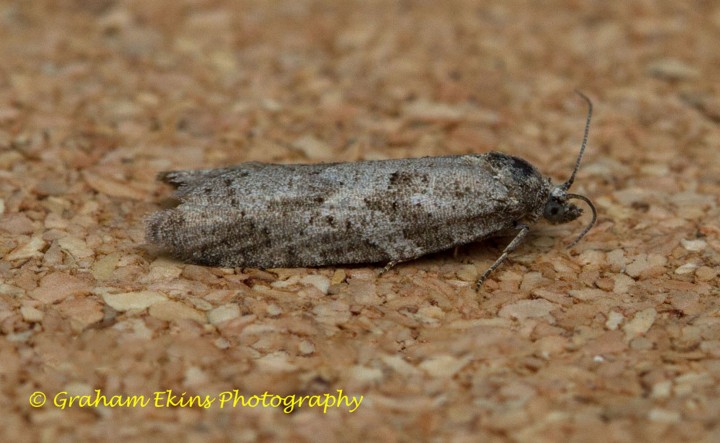 Cnephasia incertana Copyright: Graham Ekins