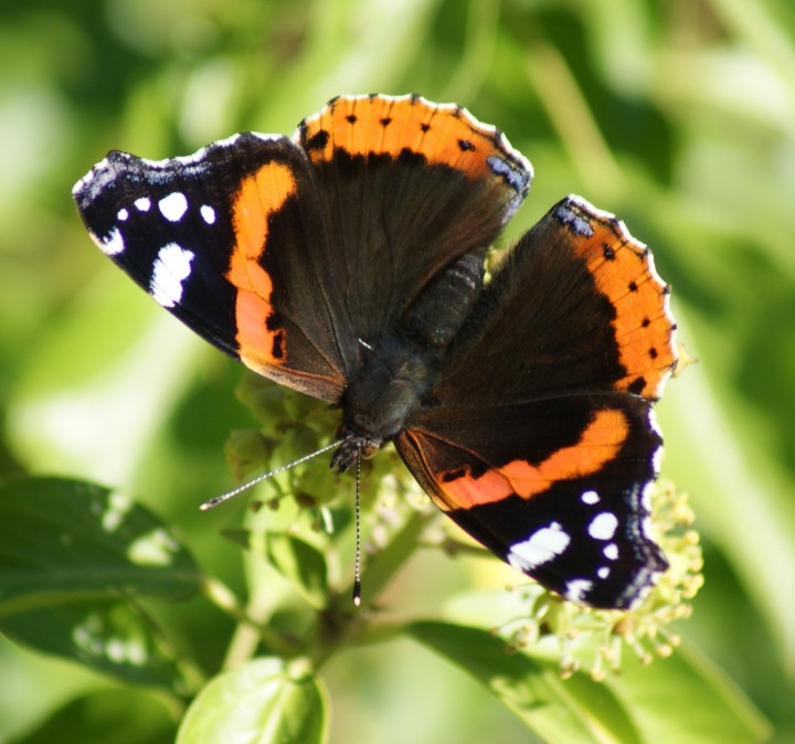 Red Admiral 2 Copyright: Robert Smith