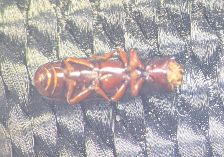 Corticeus unicolor underside Copyright: Robert Smith