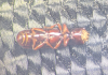 Corticeus unicolor underside