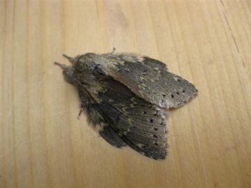 Lobster Moth 3 Copyright: Stephen Rolls