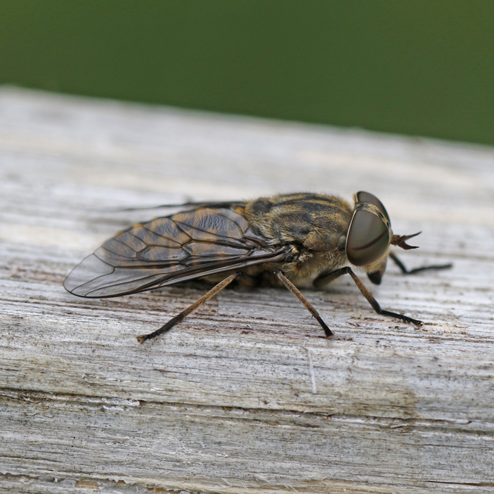 Tabanus bromius Copyright: Geoff Vowles