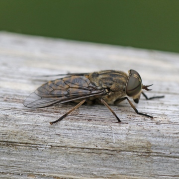 Tabanus bromius Copyright: Geoff Vowles