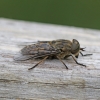 Tabanus bromius Copyright: Geoff Vowles