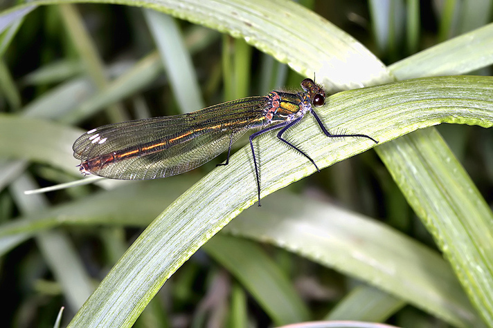 Calopteryx splendens - female2 (16 May 11) Copyright: Leslie Butler