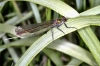 Calopteryx splendens - female2 (16 May 11) 