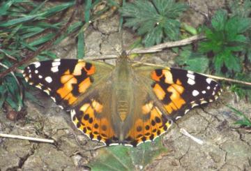 Vanessa cardui