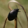 Galeruca tanaceti female