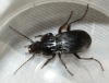 Abax parallelepipedus2 Copyright: Robert Smith