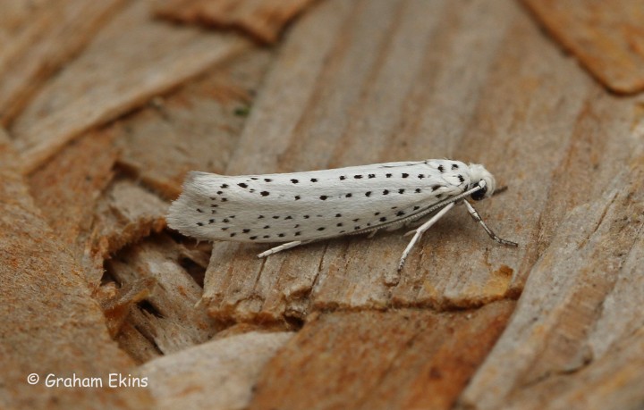 Yponomeuta evonymella 2 Copyright: Graham Ekins