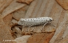 Yponomeuta evonymella 2