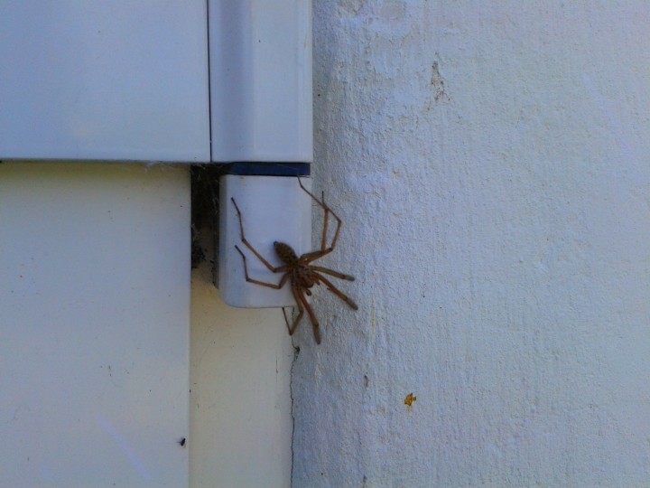 Tegenaria gigantea August 2014 Copyright: Joel Benson